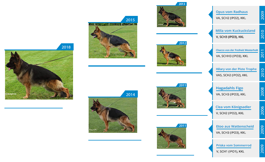 Mittelwest Stud - V1 Fabius Team Gigelsfelsen IGP3 KKL Pedigree