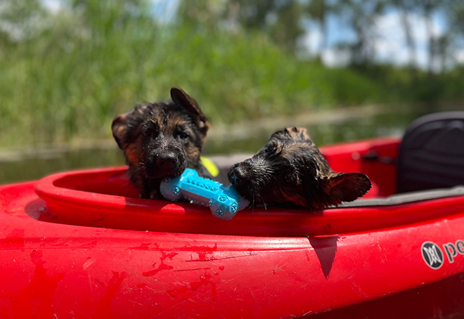 Nala 12 Weeks Male Puppies On Kayak