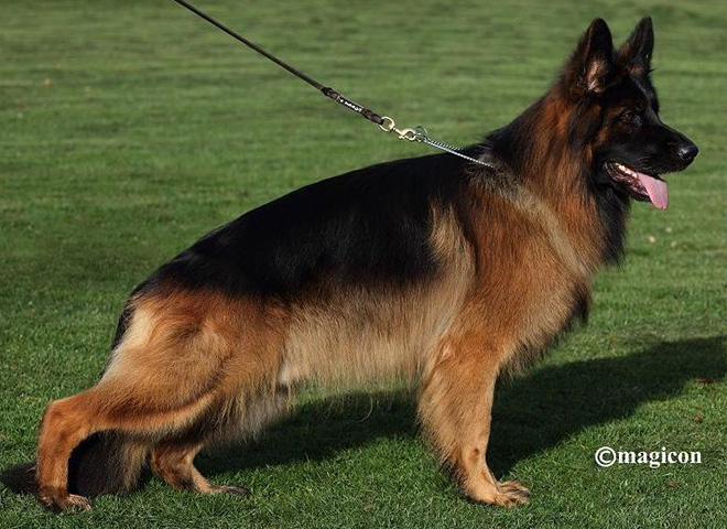 Buy long sales coat german shepherd