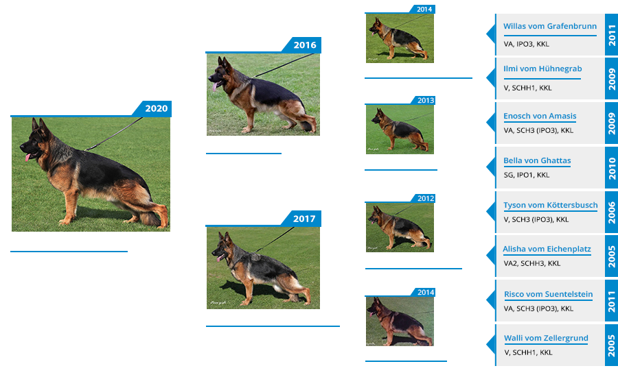 mittelwest-champion-stud-vello-vom-eichenplatz-pedigree