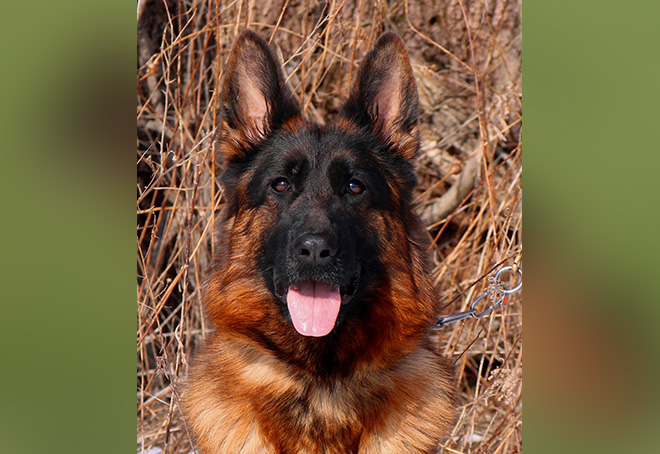 Mittelwest s World Class Discounted German Shepherds For Sale