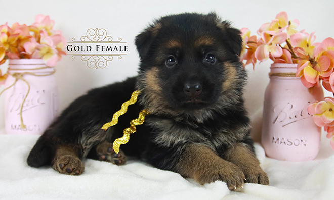 Hawky & Meera - 5 Weeks Gold Collar Female