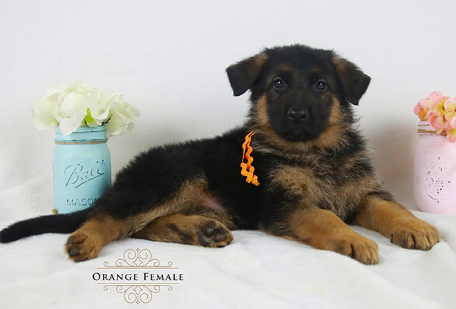 Otis & Sonata - 7 & 1/2 Weeks Orange Collar Female