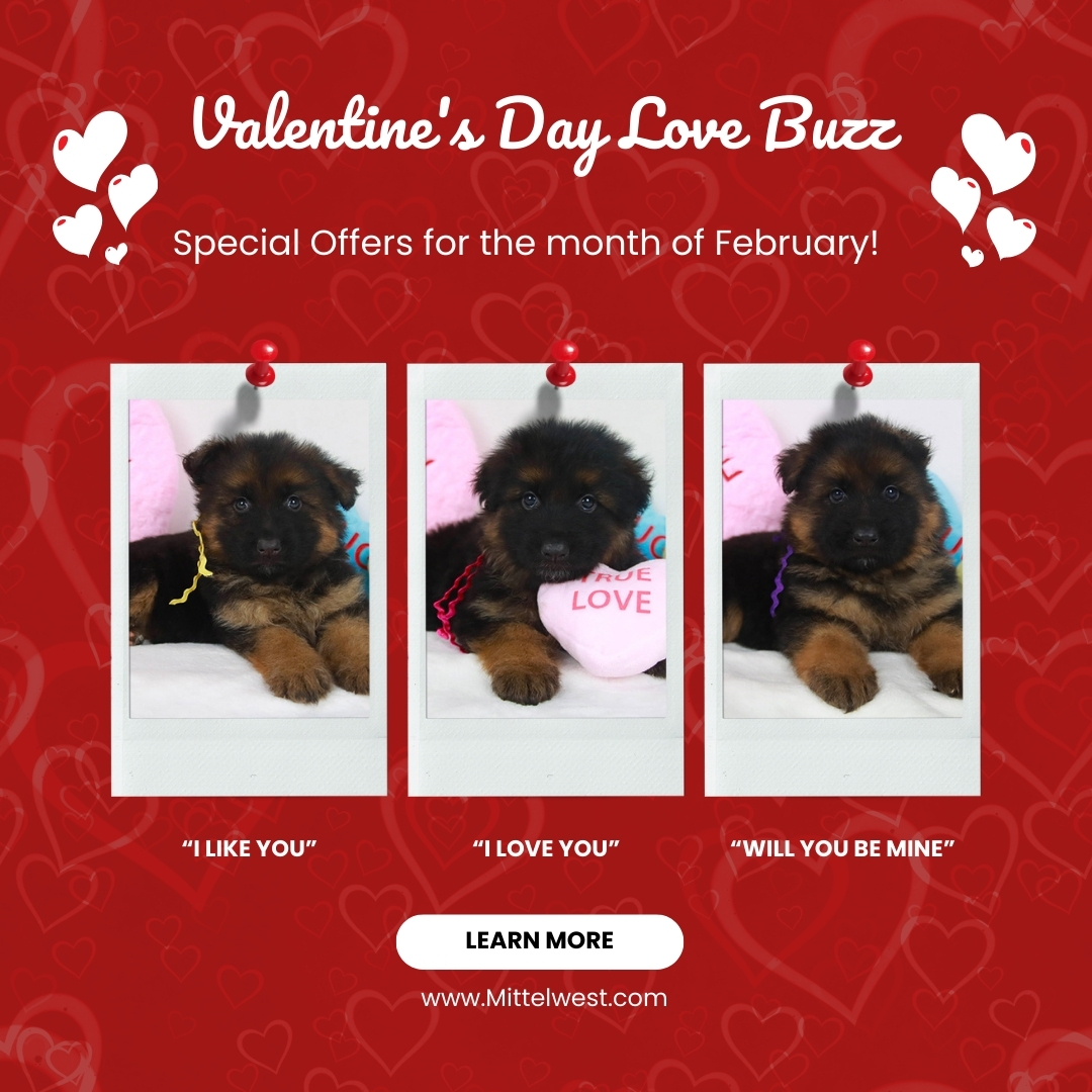 Valentine's Day Love Buzz