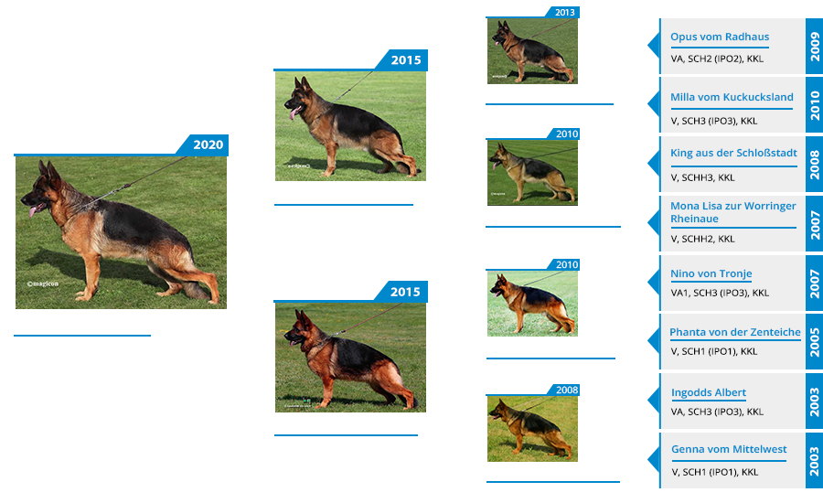 Rin vom Mittelwest Pedigree