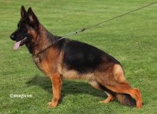 Mittelwest Retiring Female German Shepherd - VA Bing vom Mittelwest IPO3, KKL, LBZ
