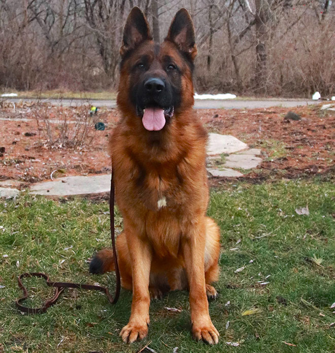Mittelwest s World Class Male German Shepherds For Sale