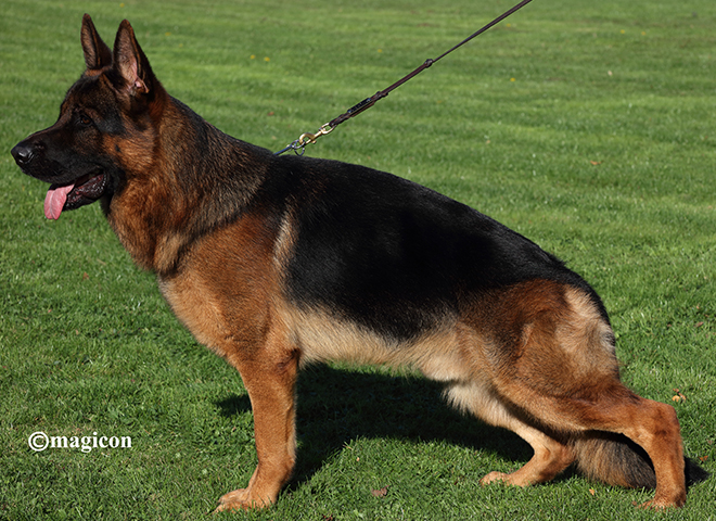 Mittelwest Champion Stud - V Captain-Breno von Cohinor IGP3, KKL, LBZ