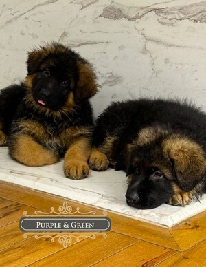 Adopt Healthy German Shepherd Puppies From Reliable Breeders