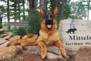 Best Food Options For German Shepherd Puppies