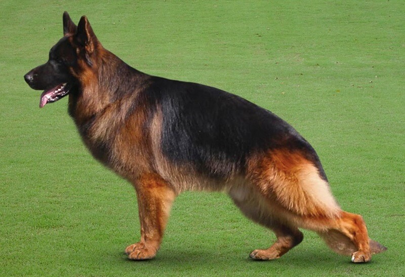 Exploring Color Evolution In German Shepherd Puppy Coats