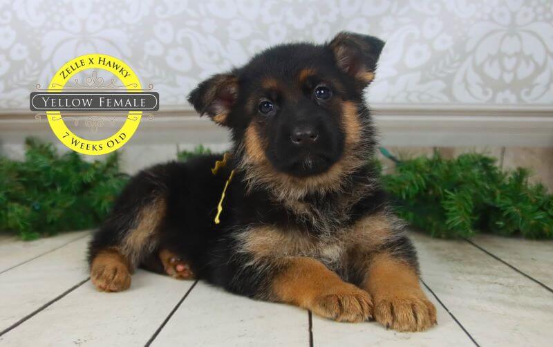 Feeding Tips For German Shepherd Puppies Care