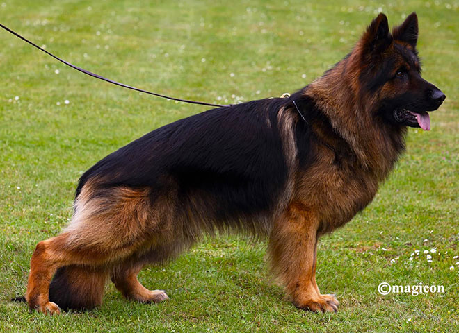 Mittelwest Champion Stud - VA1 Sieger Esteemed K9's Mad Max IGP3, KKL, LBZ