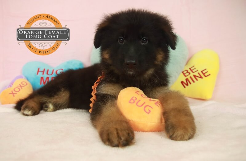 Reputable Breeders Offering German Shepherd Puppies For Adoption