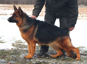 Taking Care Of German Shepherd Puppies