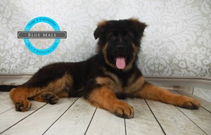 The Science Behind Coat Color Changes In German Shepherd Puppies