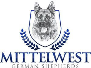 Tracing The History Of German Shepherd Dogs