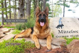 Unique German Shepherd Dogs Traits