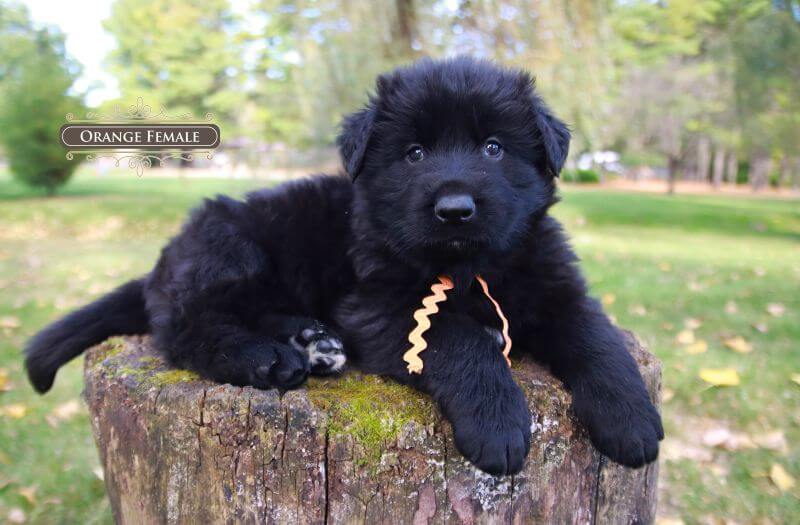 Advantages Of AKC-Registered German Shepherd Puppies