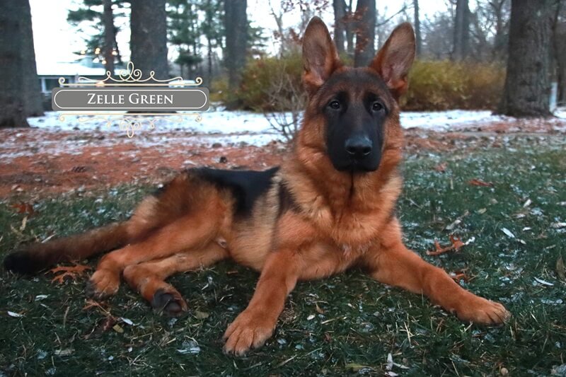 Are Health Issues And Diseases Common In German Shepherds?