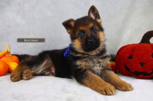 Basics Of Pedigrees In German Shepherd Breeding