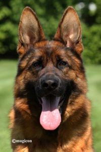 Choose A German Shepherd For Your Ideal Companion