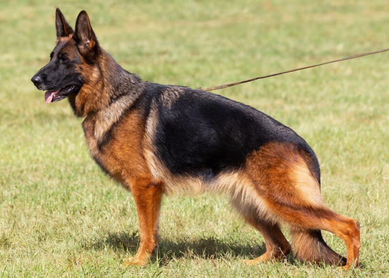 Differences Between German Shepherd Show & Working Lines