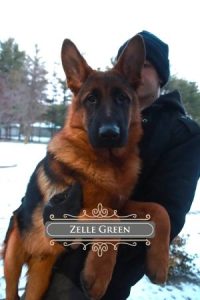 Guide To Find A Reliable German Shepherd Breeder