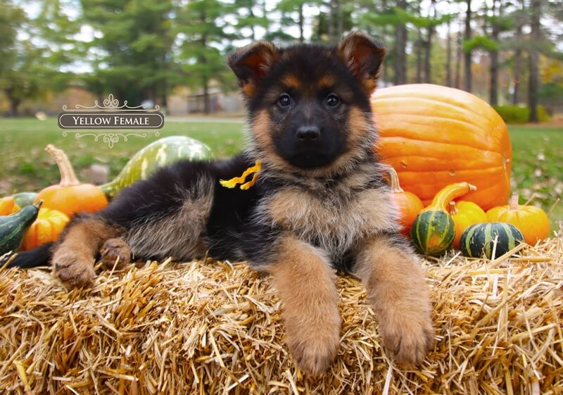 Guiding Your German Shepherd Puppy Through Environmental Changes