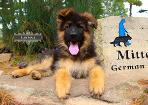 Helping Your German Shepherd Puppy Adjust To New Surroundings