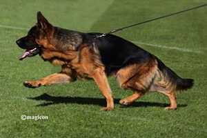 How To Buy A Trained German Shepherd Dog In The United States