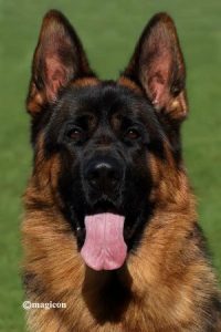 Qualities That Make German Shepherds Excellent Protectors
