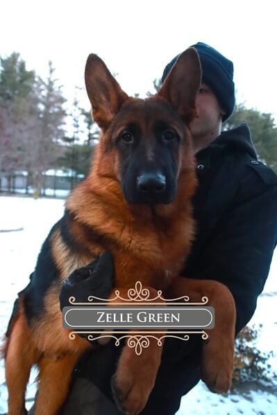 Raising A German Shepherd For Family Safety And Protection