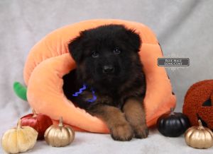 Recognizing High-Quality German Shepherd Puppies