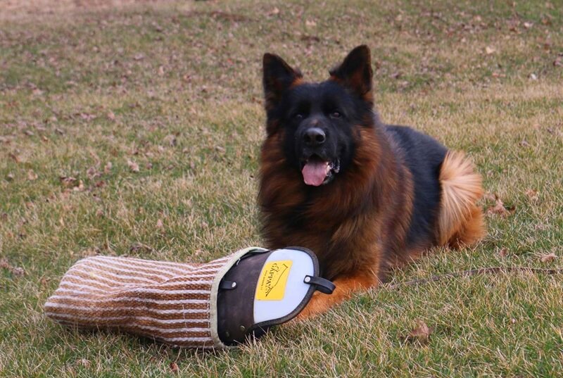 Training Your German Shepherd For Family Protection: A Comprehensive Guide