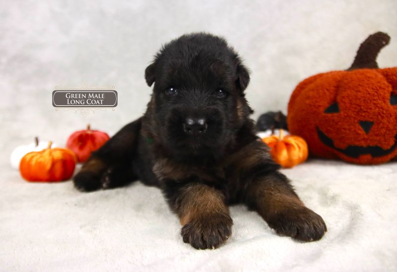 Traits To Look For In German Shepherd Puppies