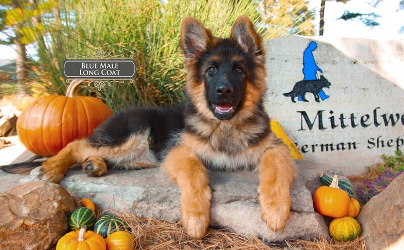 German Shepherd Puppies: Black & Red Coat Dogs Explained