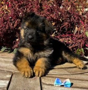 Value Of AKC-Registered German Shepherd Puppies