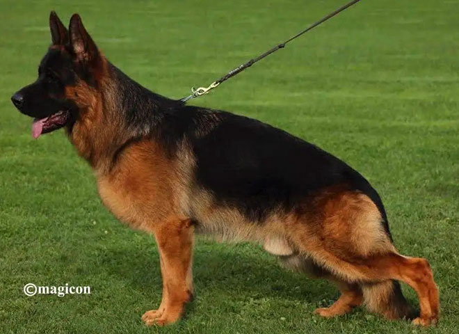 Mittelwest Champion Stud - Dedo von Media