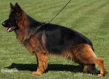 Mittelwest Champion Stud - V1 Izzo vom Mittelwest IGP3 KKL LBZ