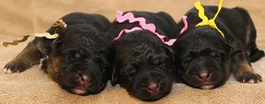 Mittelwest - Top German Shepherd Dog Breeders USA