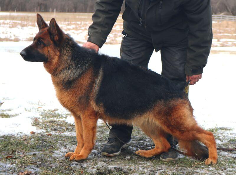 Disciplined German Shepherd Service Dog In Illinois