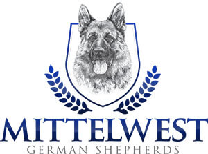 Ethical German Shepherd Breeder In Illinois