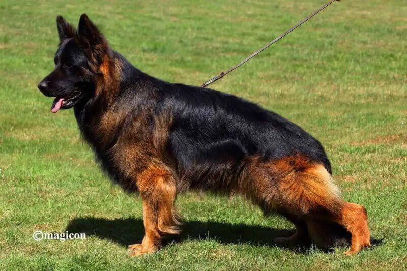 Healthy German Shepherd Breeder In Illinois