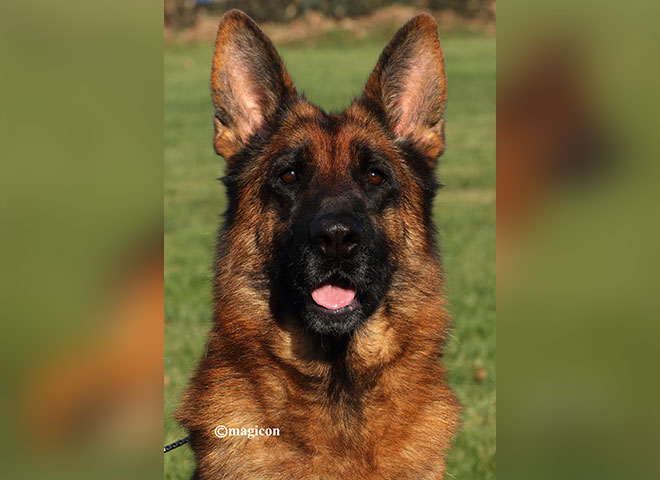 Mittelwest Breeding Female - Beate vom Mittelwest