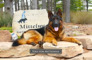 Registered German Shepherd For Sale In Wonder Lake