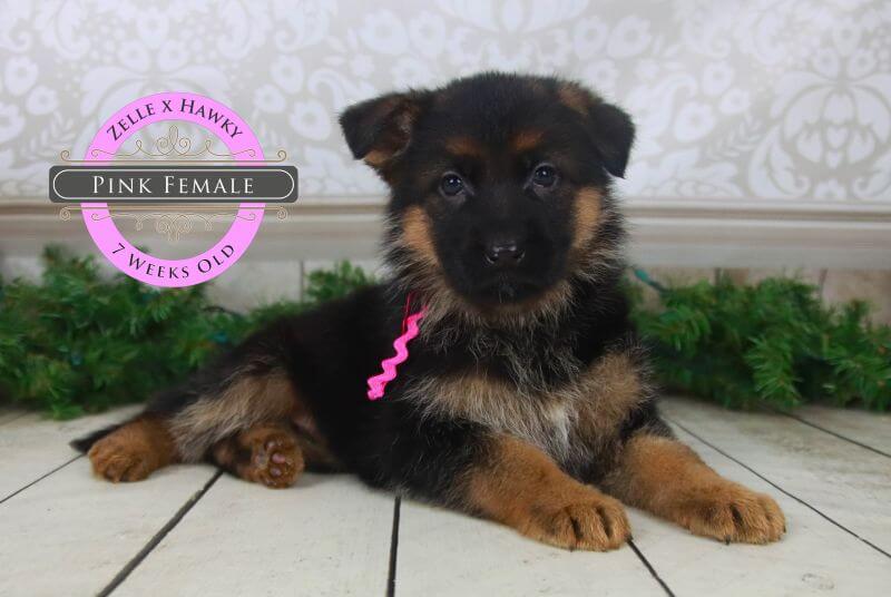 Responsive German Shepherd Puppies In Illinois
