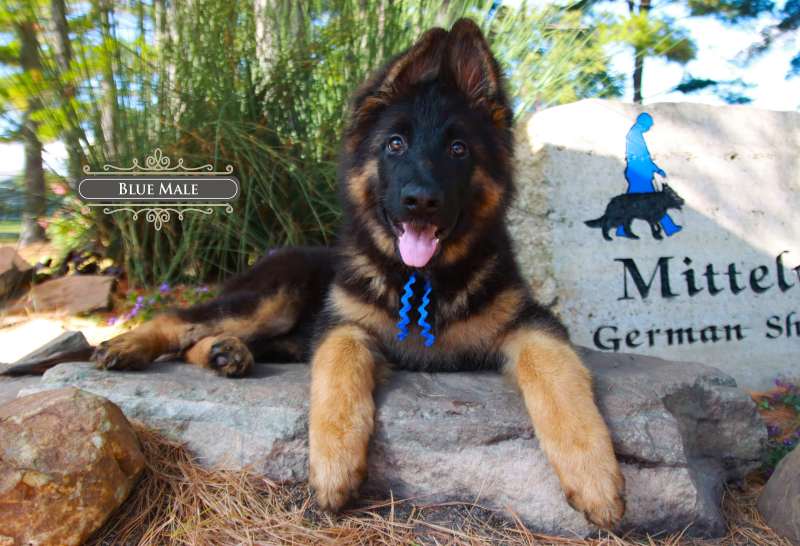 Athletic German Shepherd Puppy In Illinois