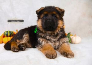Healthy German Shepherd Breeder In Illinois