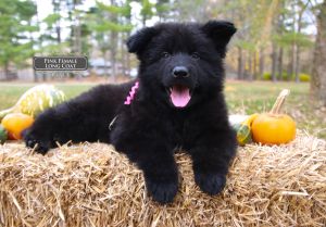 Purebred German Shepherd Puppy In Illinois